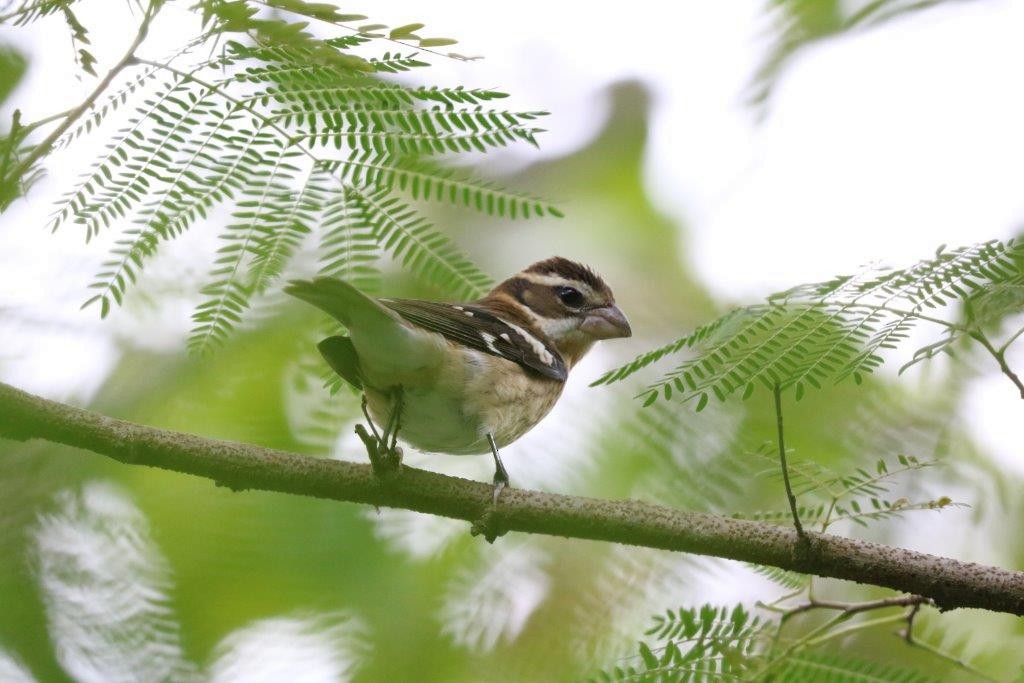 Rose-breasted Grosbeak - ML73366781