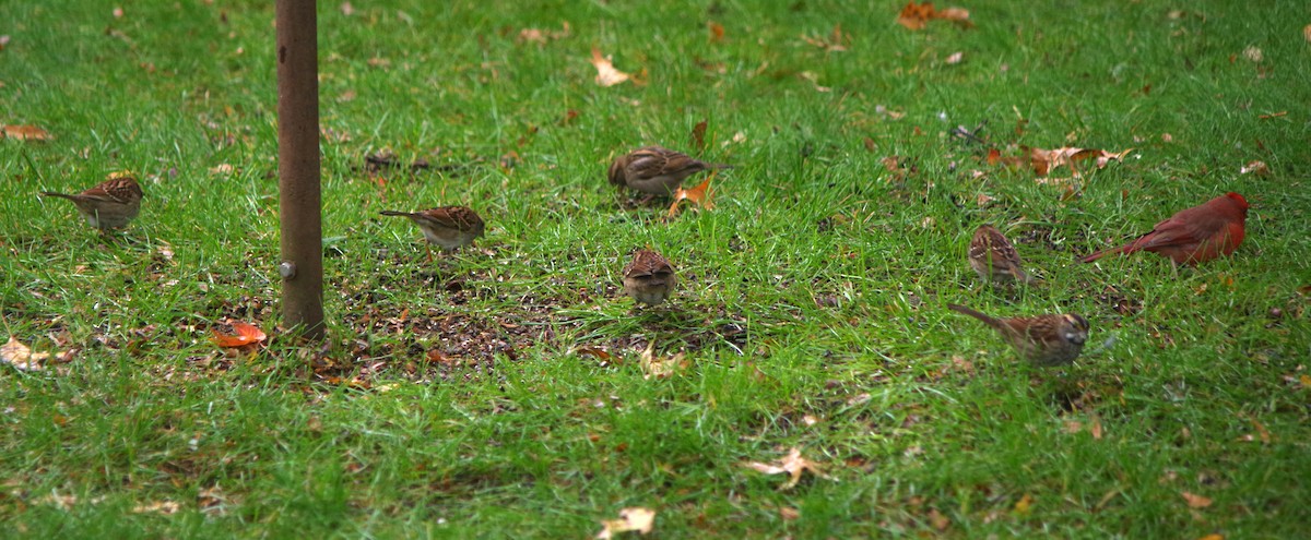White-throated Sparrow - Bill Winkler