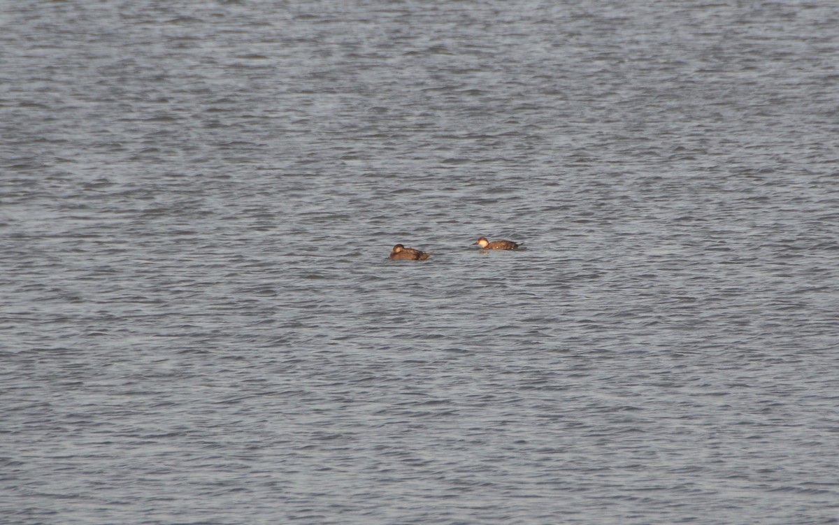 Black Scoter - ML73367101