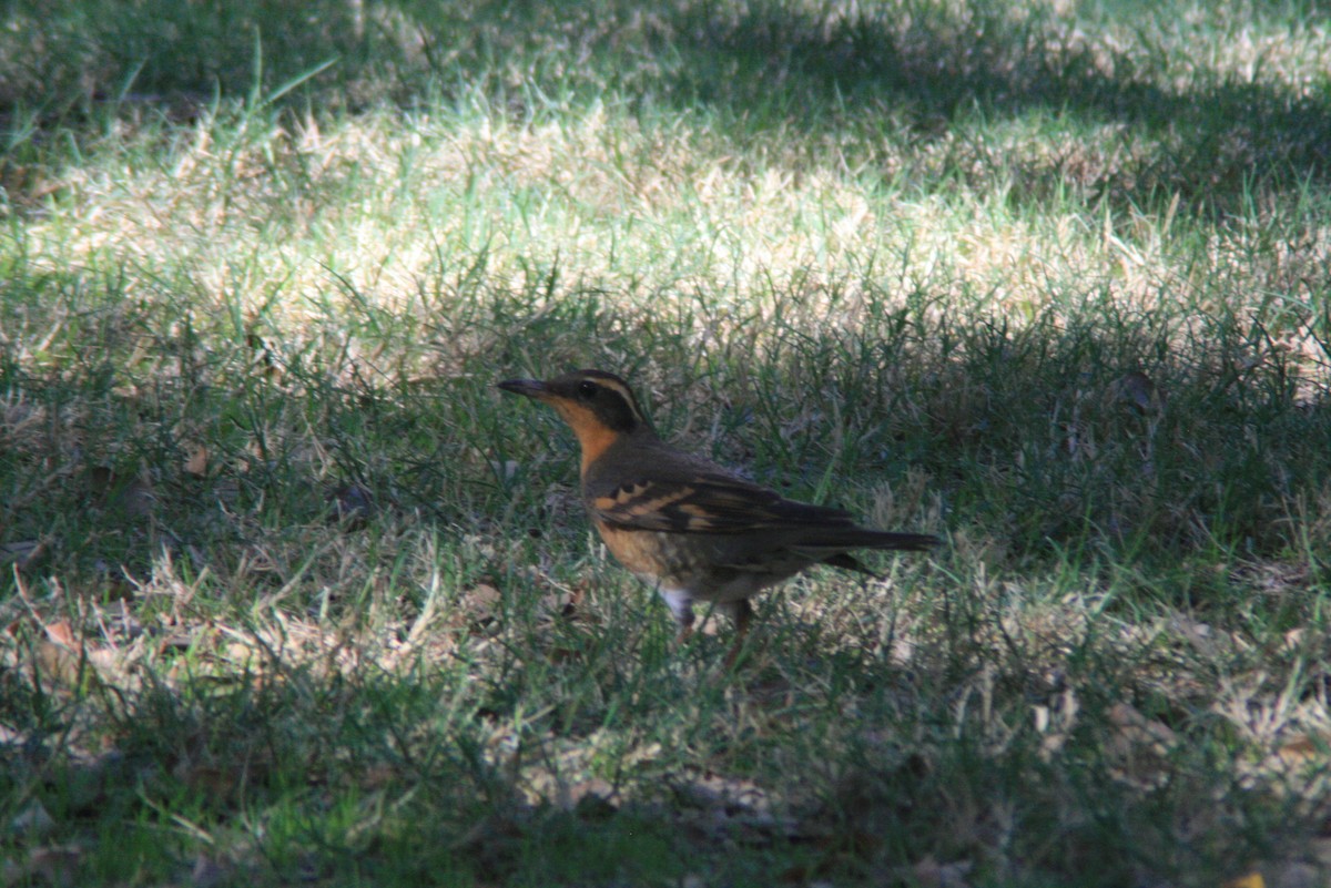 Varied Thrush - ML73367441