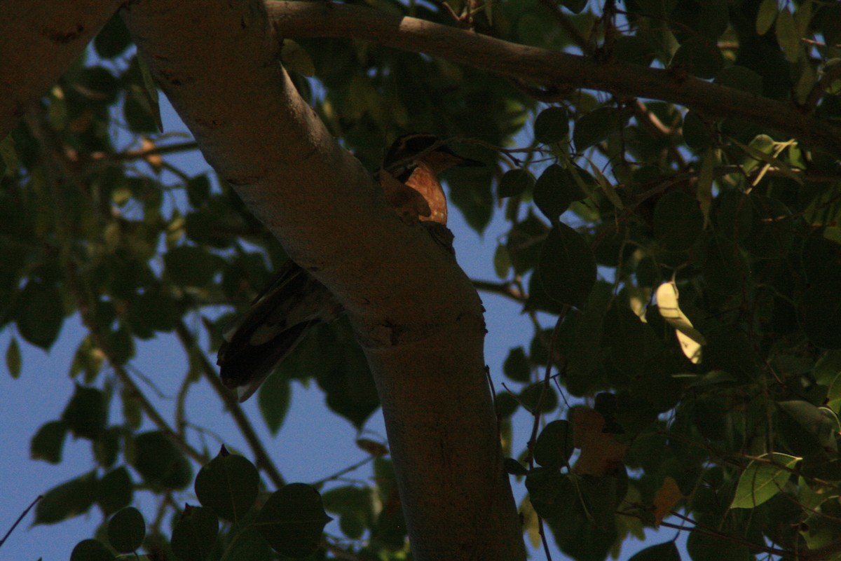 Varied Thrush - ML73367831