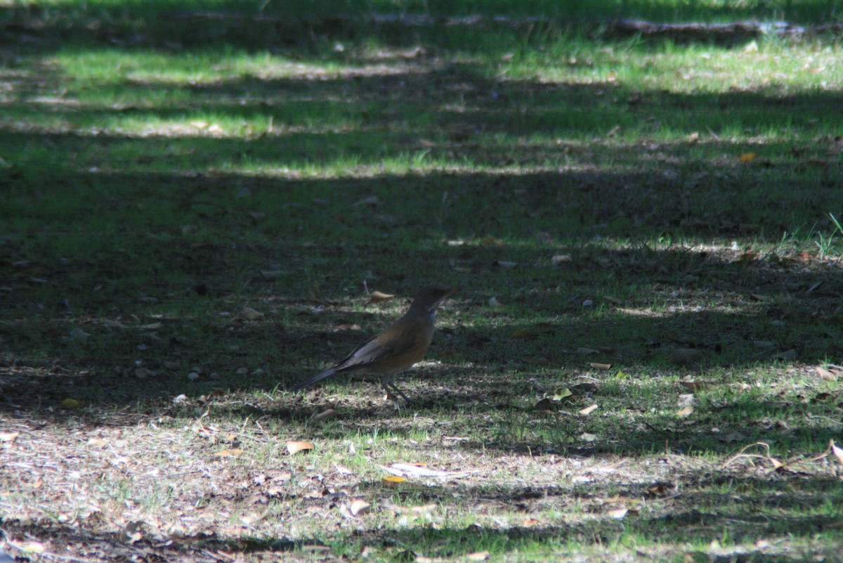 Rufous-backed Robin - ML73368071