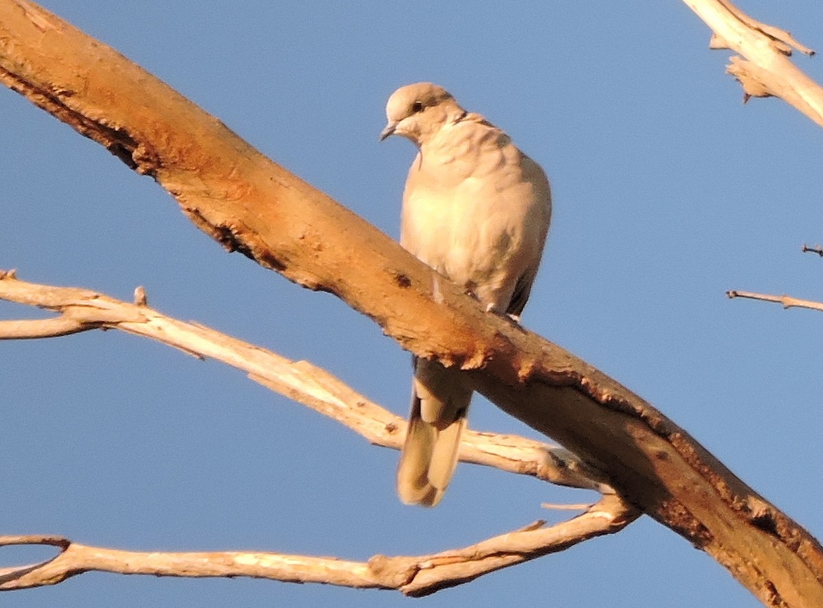 Eurasian Collared-Dove - ML73369341
