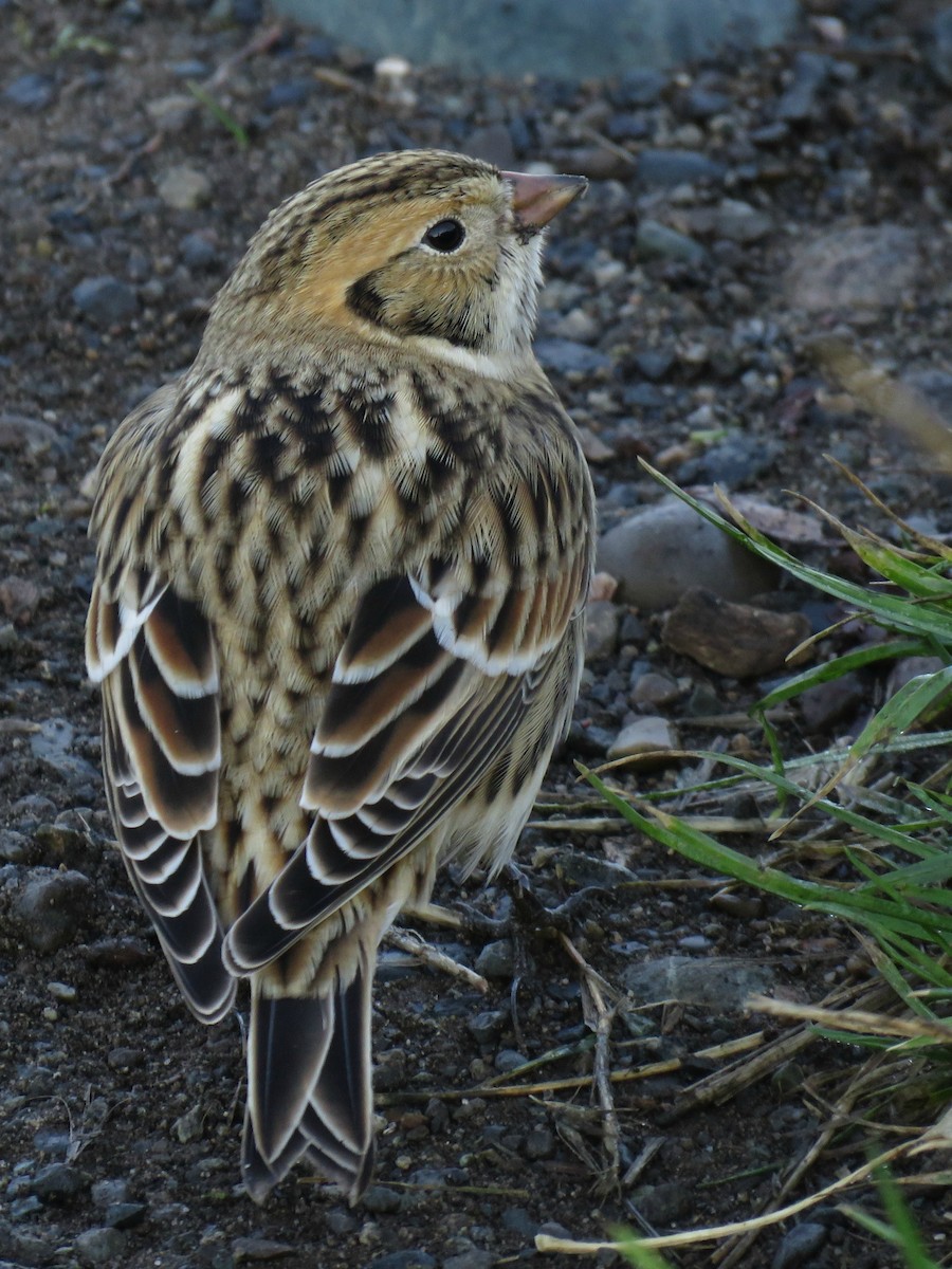 Lapland Longspur - ML73370831