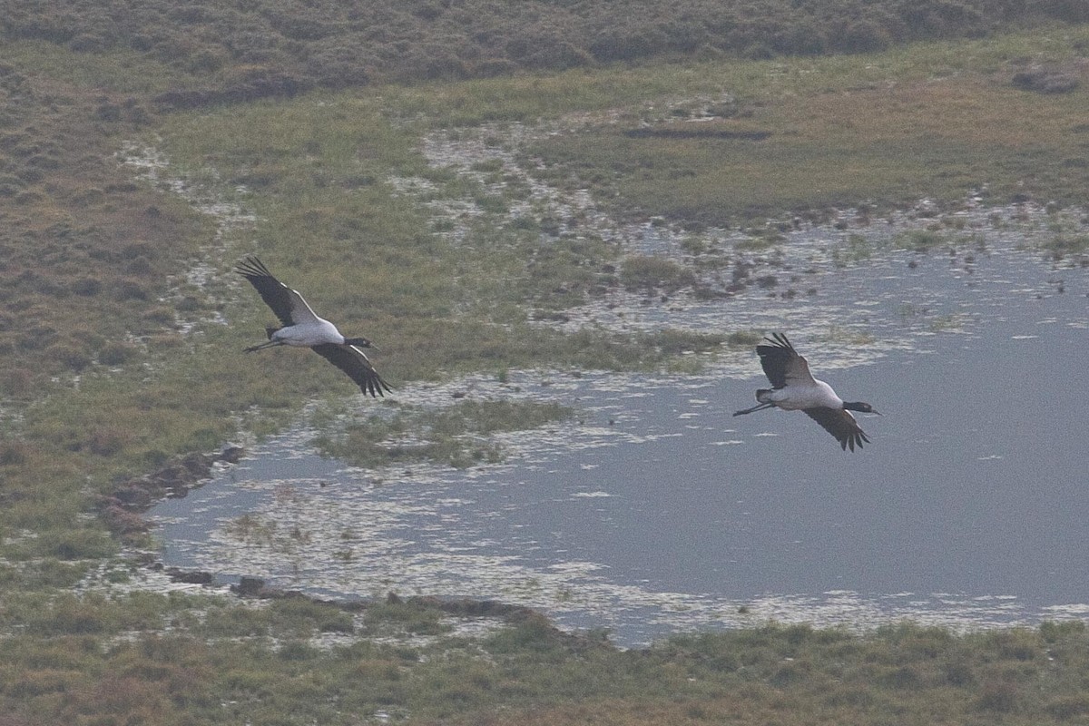 Black-necked Crane - ML73372031