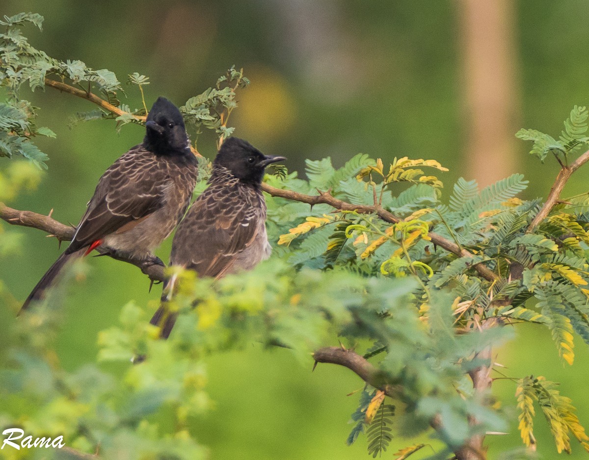 Bulbul à ventre rouge - ML73374591