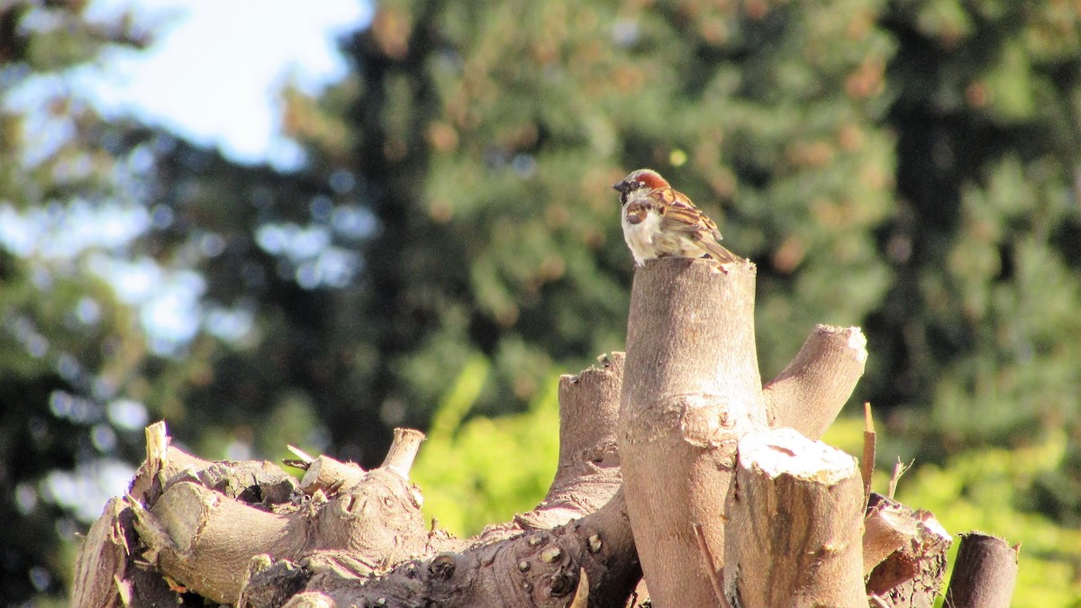 Moineau domestique - ML73374771