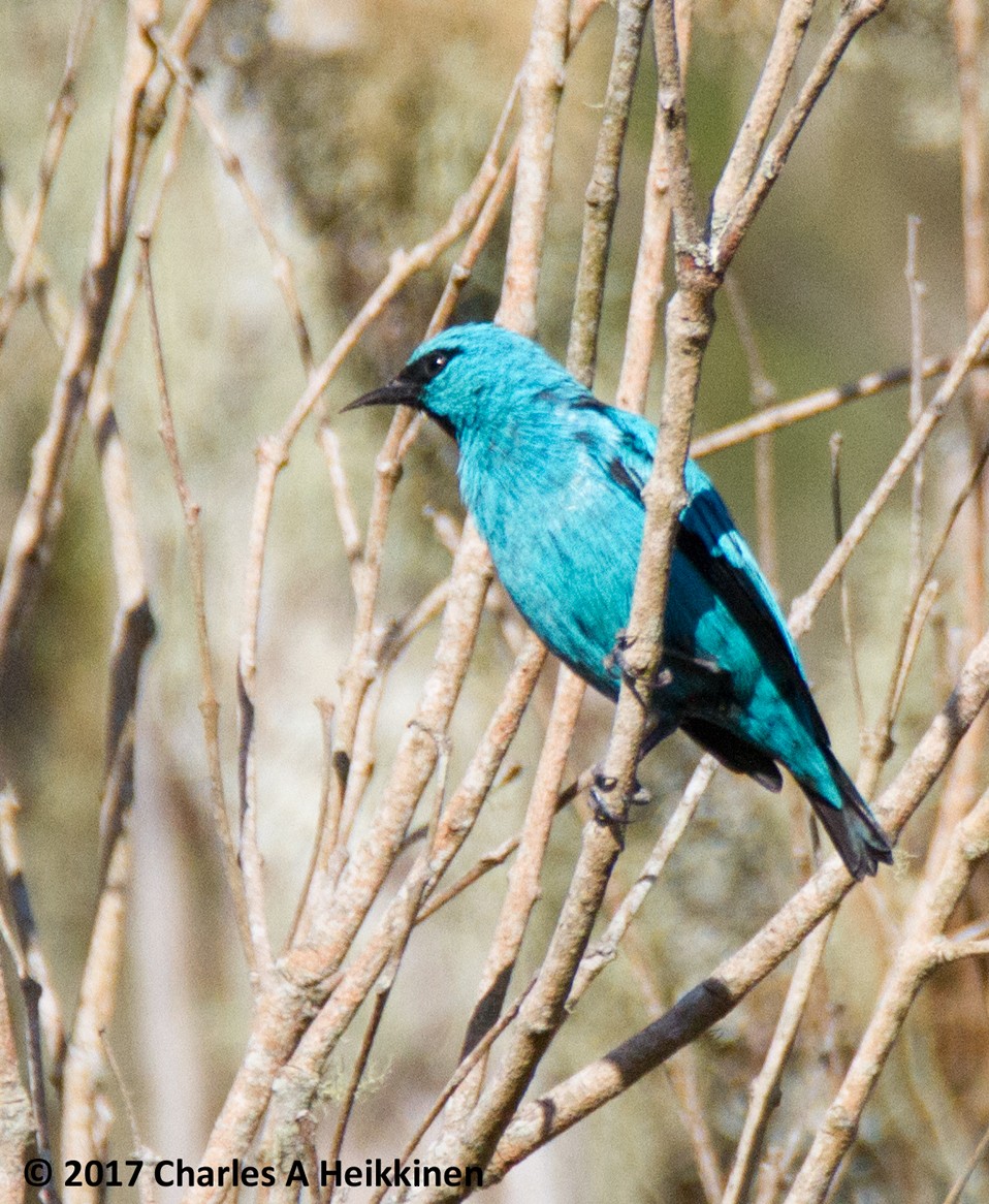 Black-legged Dacnis - Chuck Heikkinen