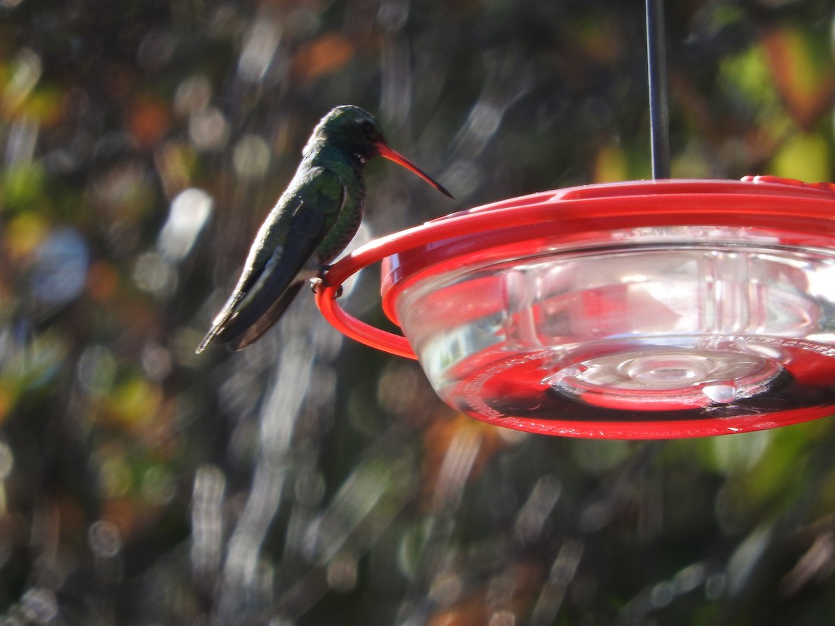 Broad-billed Hummingbird - Gary Martindale