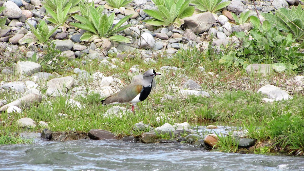 Southern Lapwing - ML73379131