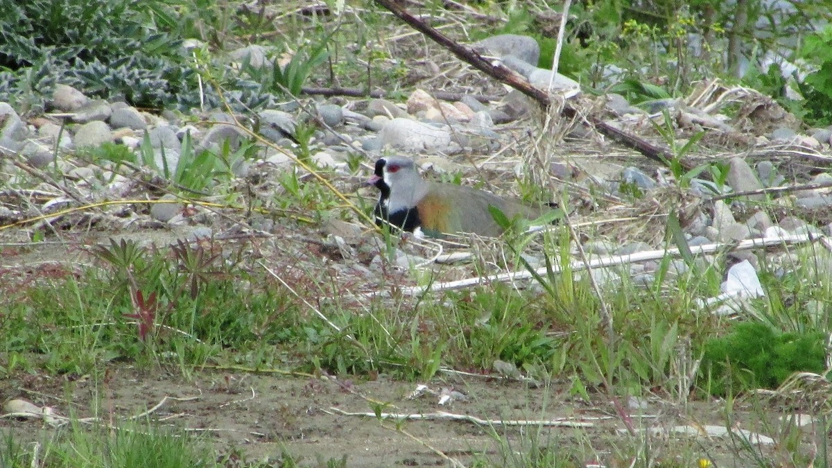 Southern Lapwing - María Quintuprai