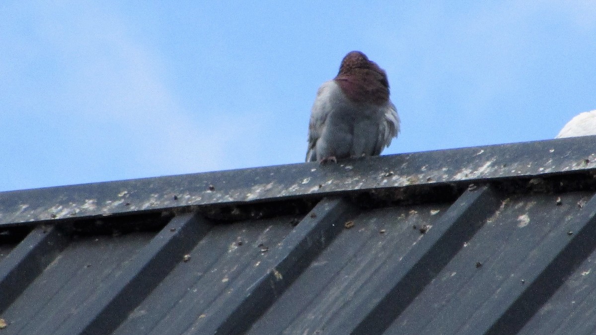 Rock Pigeon (Feral Pigeon) - ML73379891