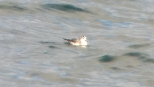 Red Phalarope - ML73379901