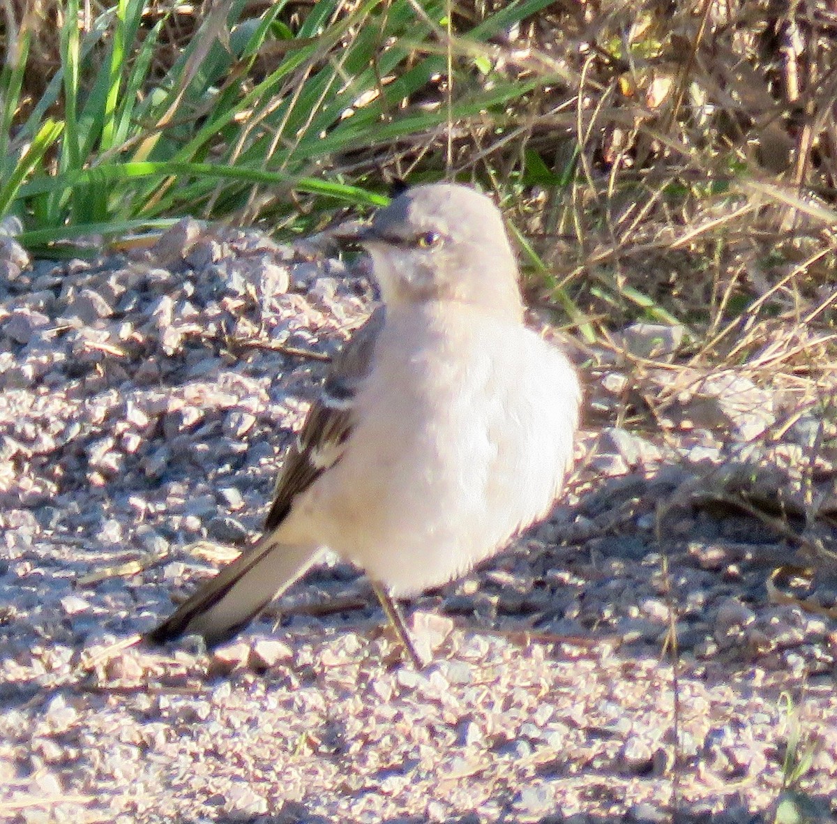 Northern Mockingbird - Randy Bumbury