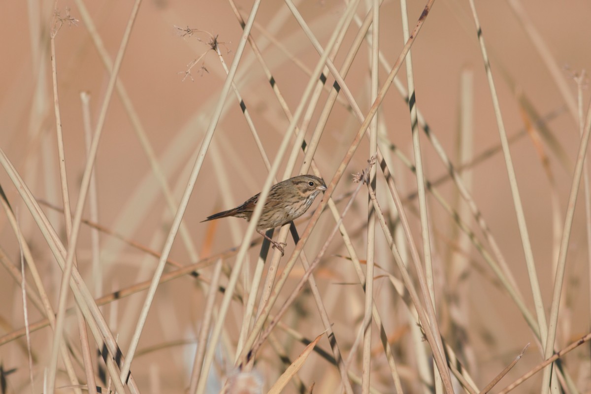 Lincoln's Sparrow - ML73382801