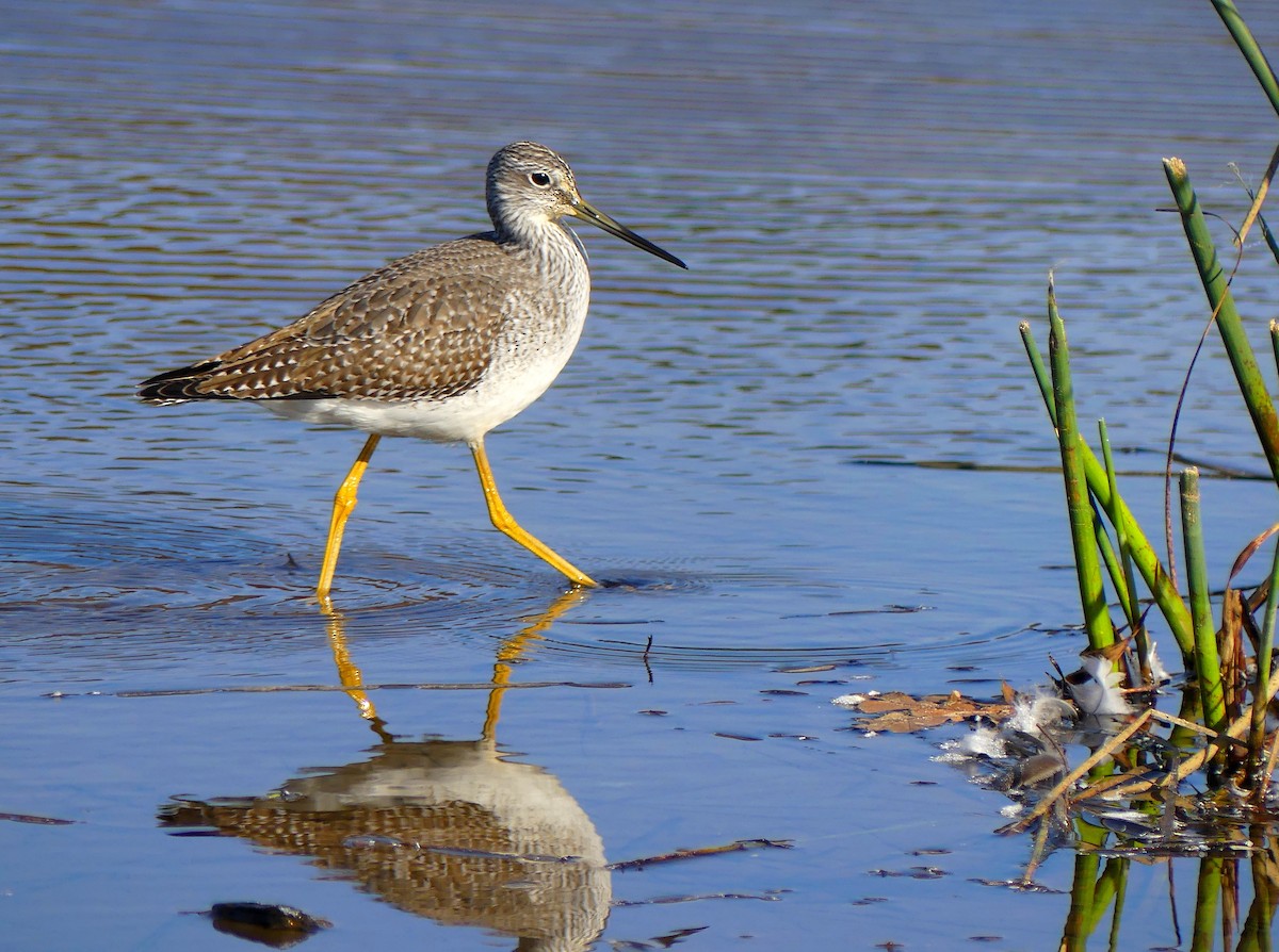 Greater Yellowlegs - Micheline Ouellet