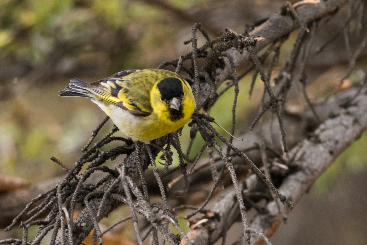 Black-chinned Siskin - Claudia Brasileiro