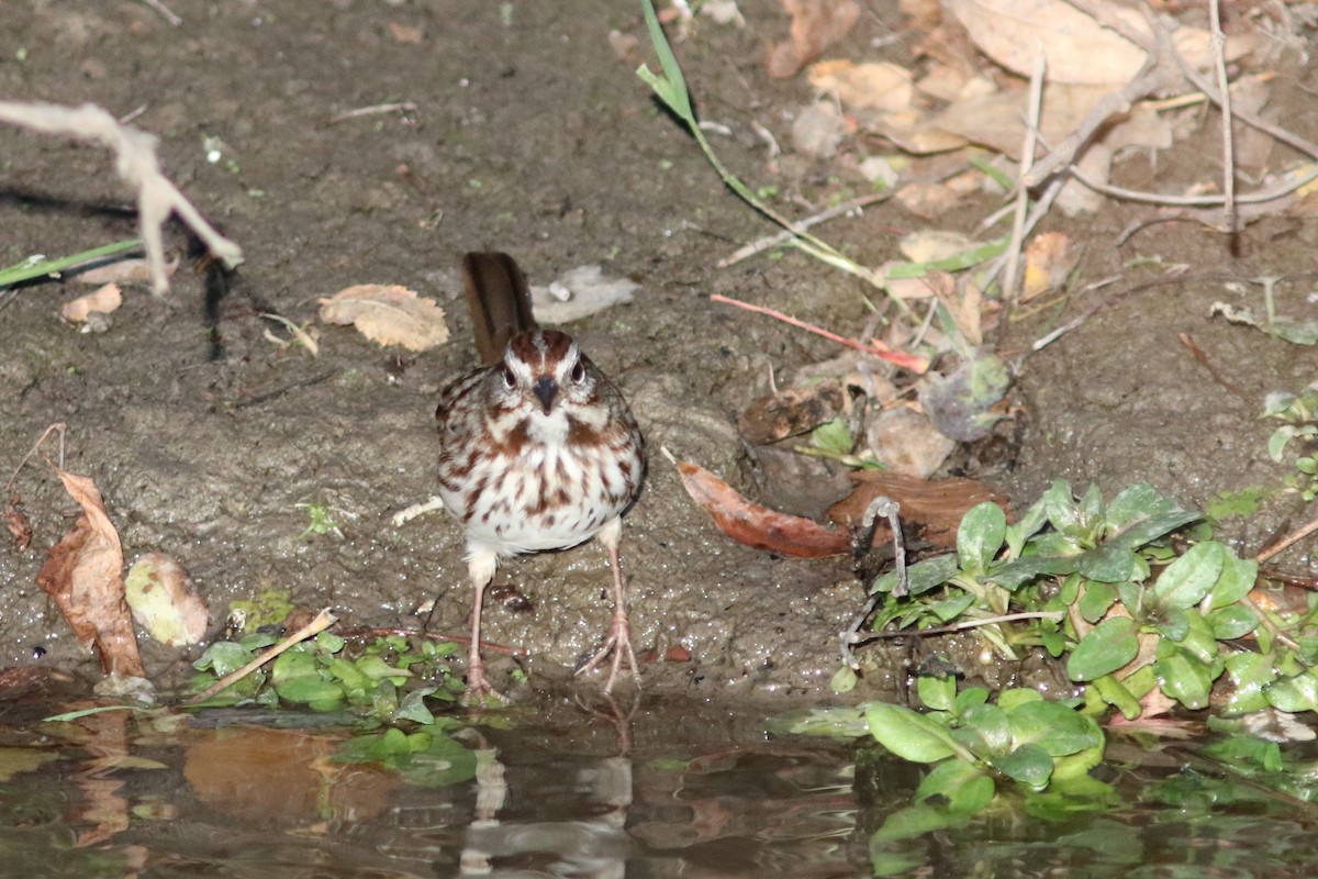 Song Sparrow - ML73386841