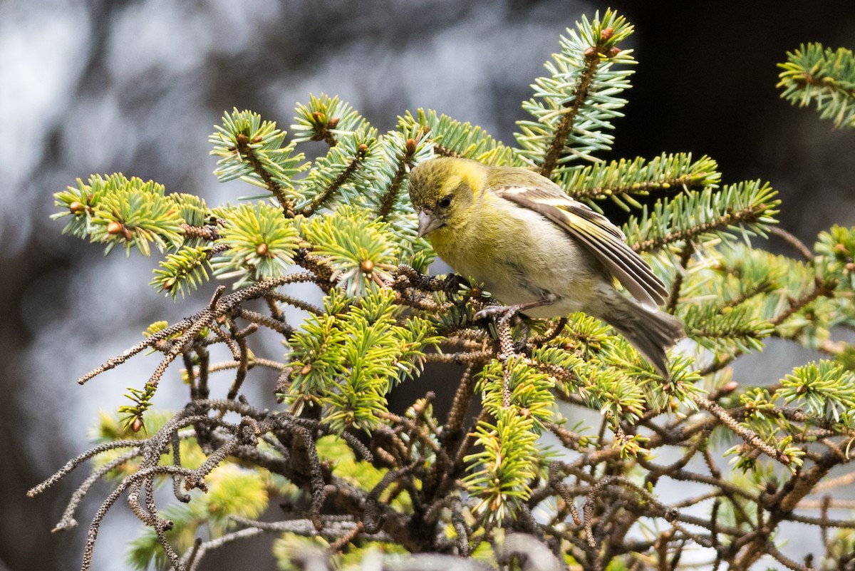 Black-chinned Siskin - Claudia Brasileiro