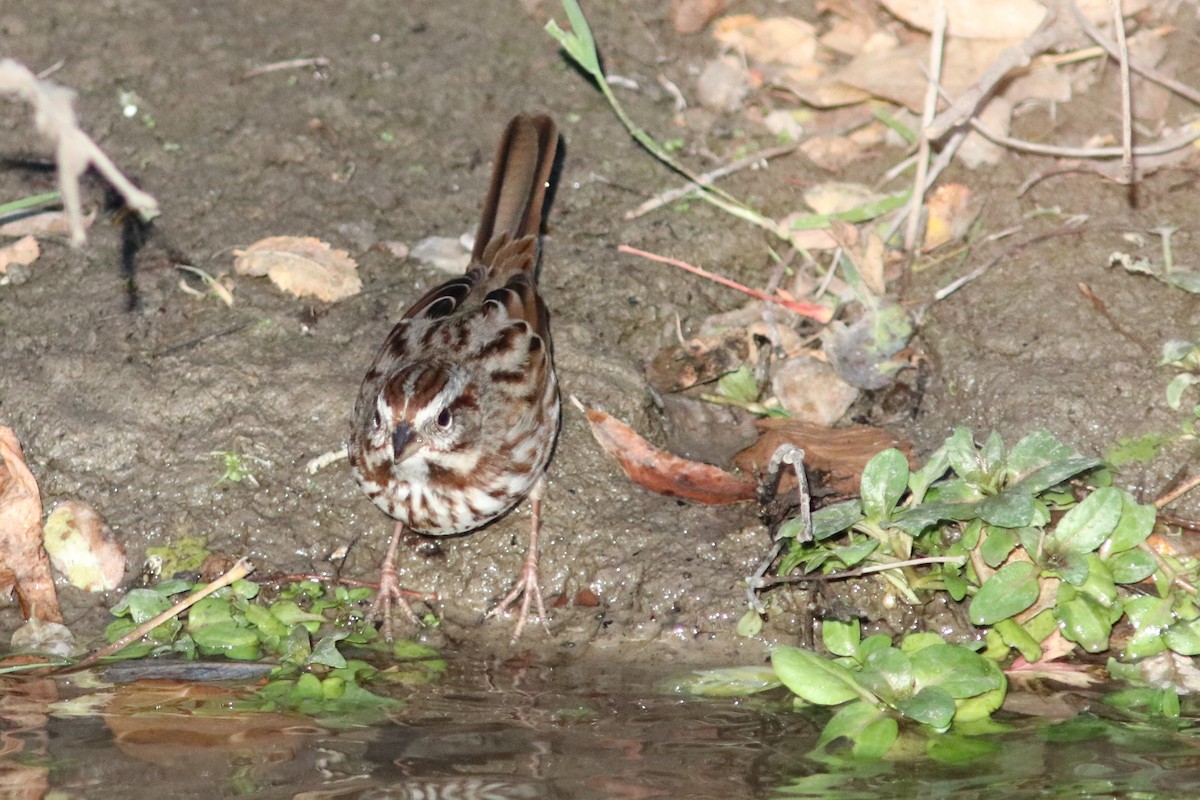 Song Sparrow - ML73386871