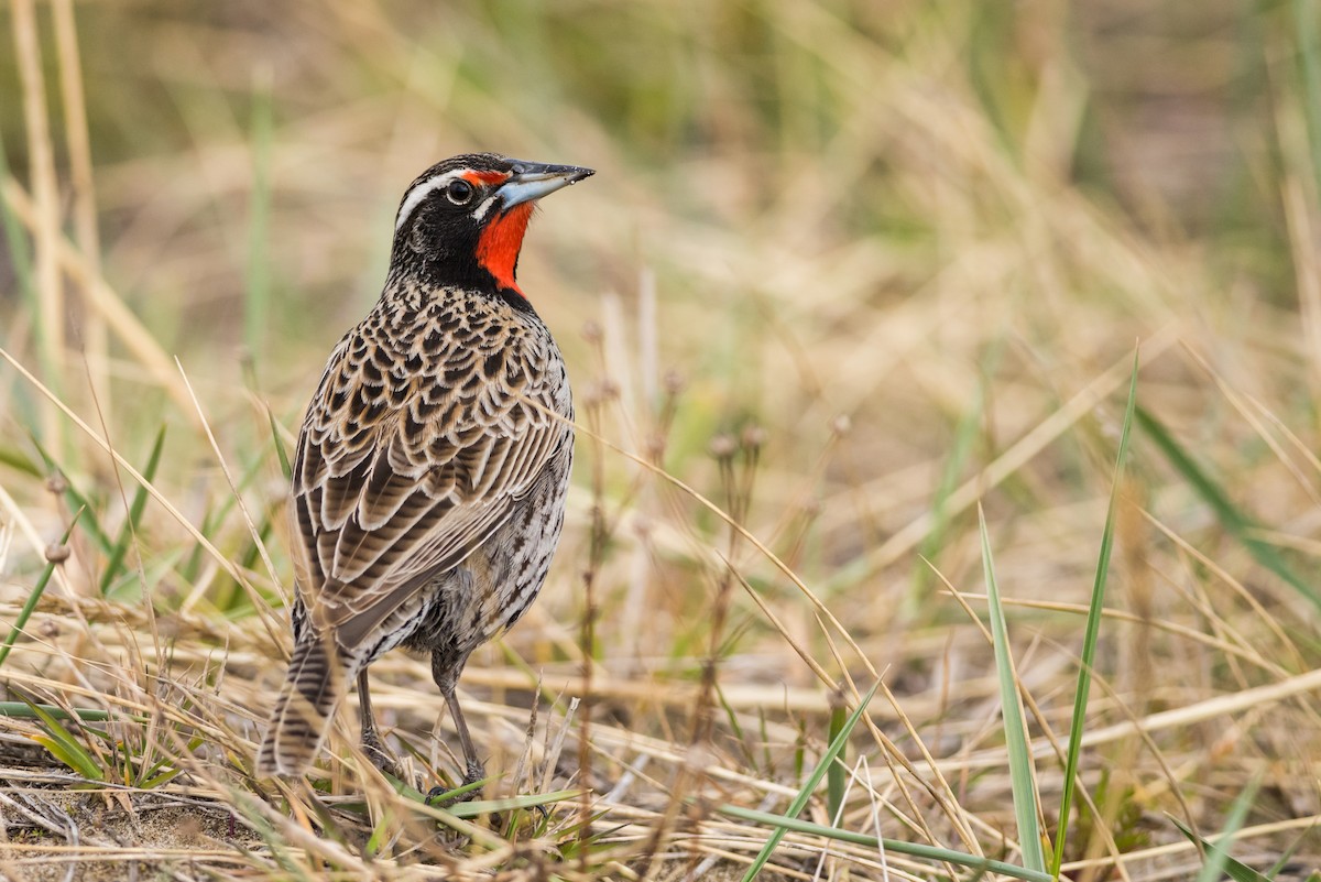 Long-tailed Meadowlark - ML73386991