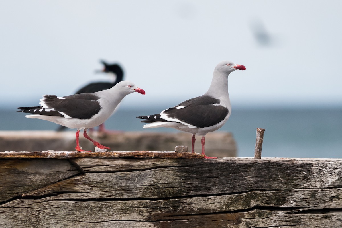 Dolphin Gull - ML73387191