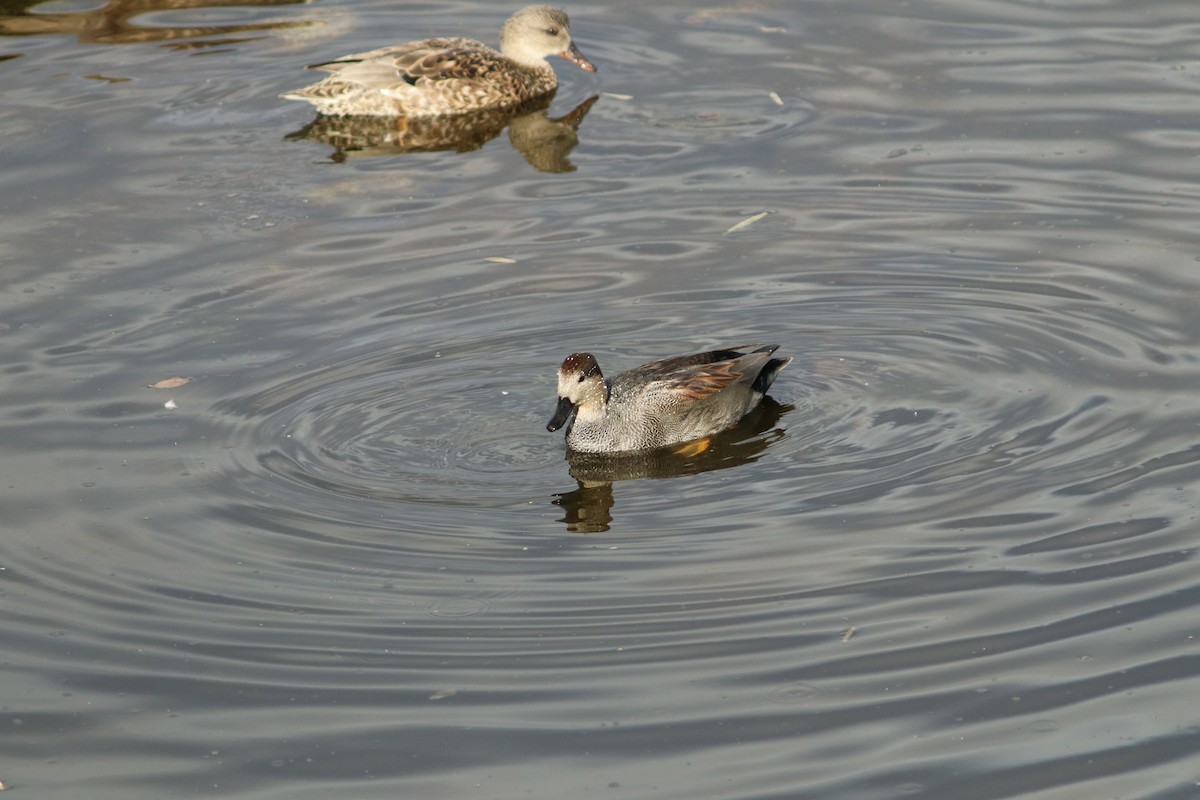 Gadwall - ML73387311