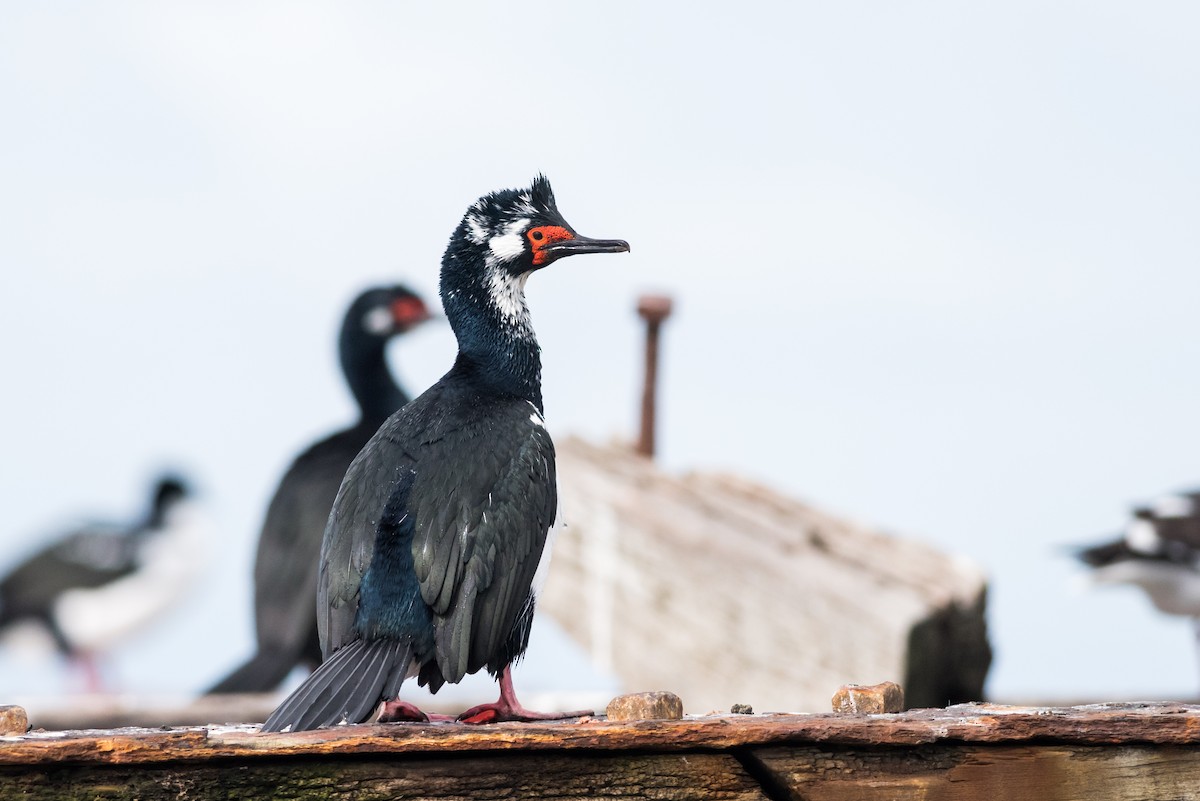 Magellanic Cormorant - Claudia Brasileiro
