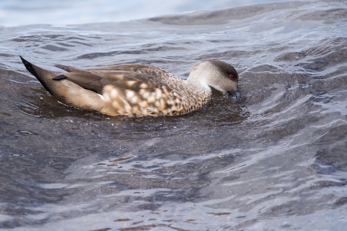 Crested Duck - Claudia Brasileiro