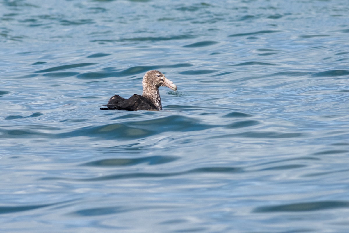 Southern Giant-Petrel - ML73387531