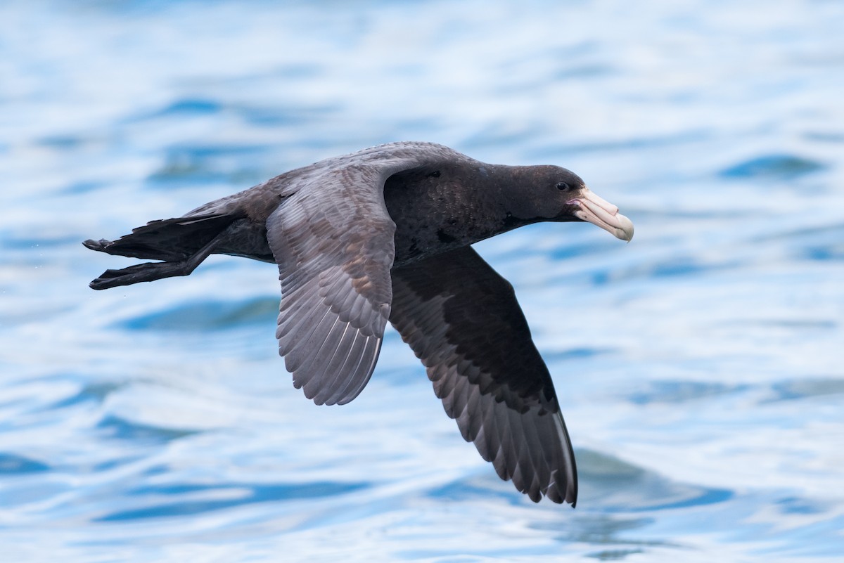 Southern Giant-Petrel - Claudia Brasileiro