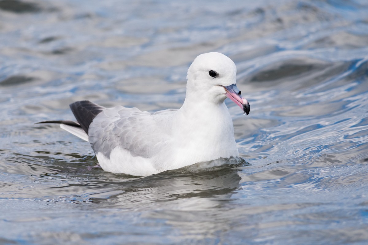 Fulmar argenté - ML73387681