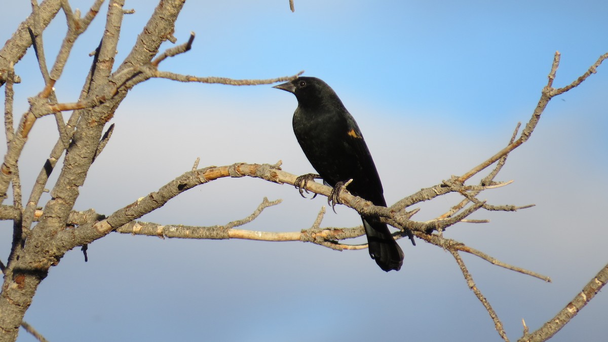 Red-winged Blackbird - ML73387701