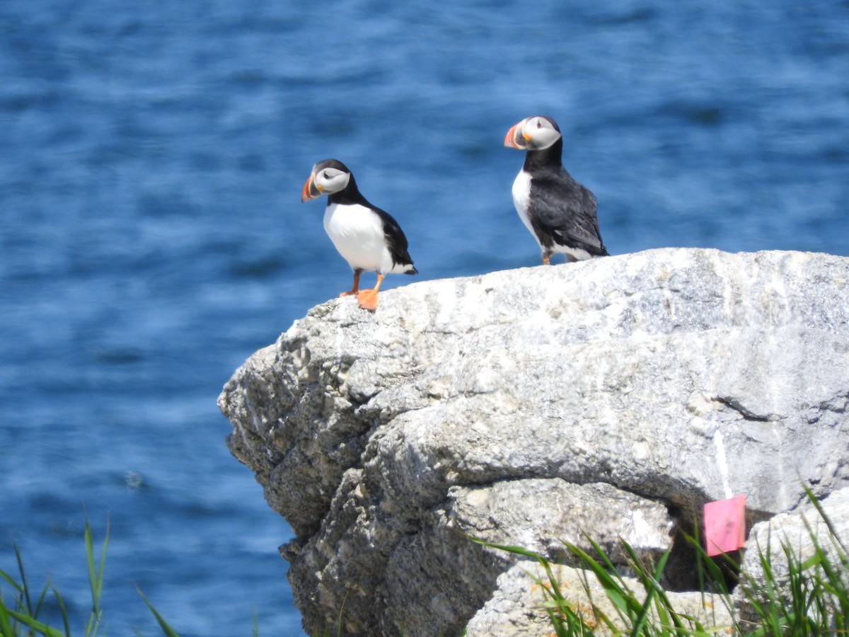 Atlantic Puffin - ML73388211