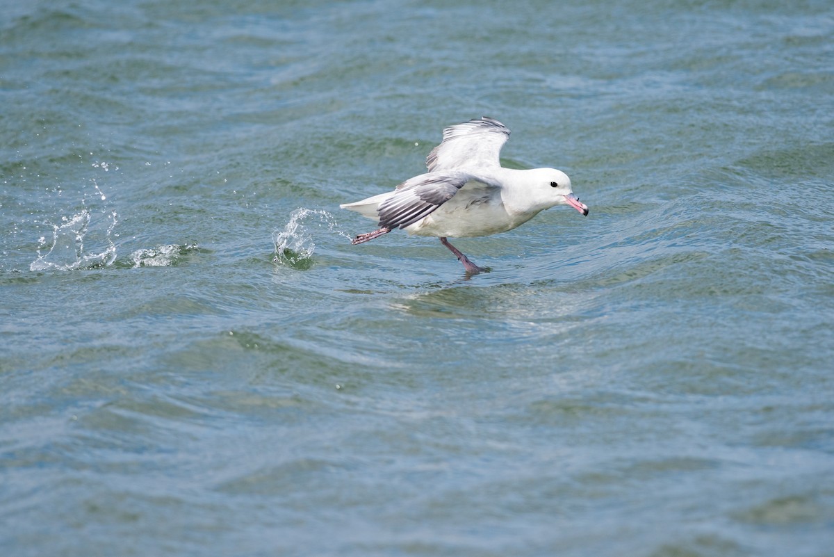 Fulmar argenté - ML73388301