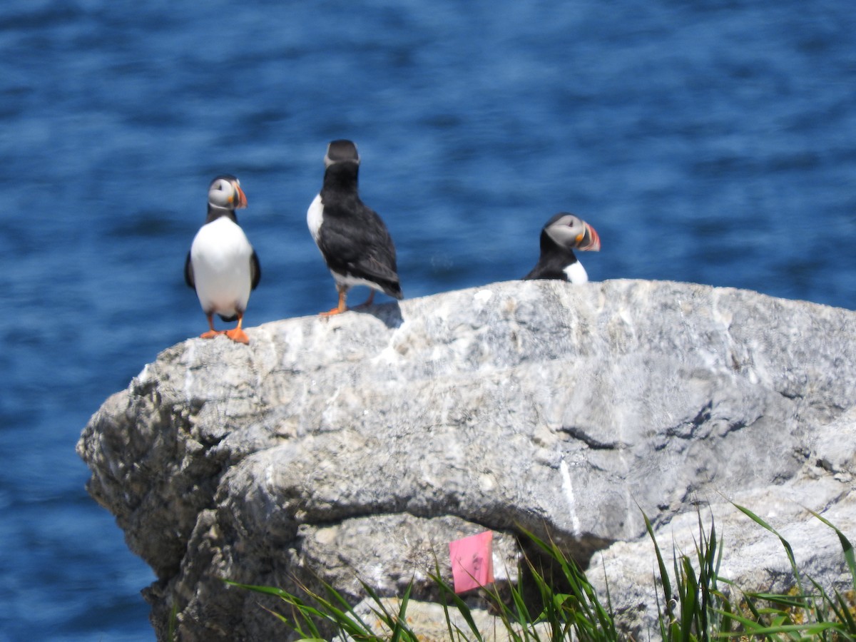 Atlantic Puffin - ML73388361