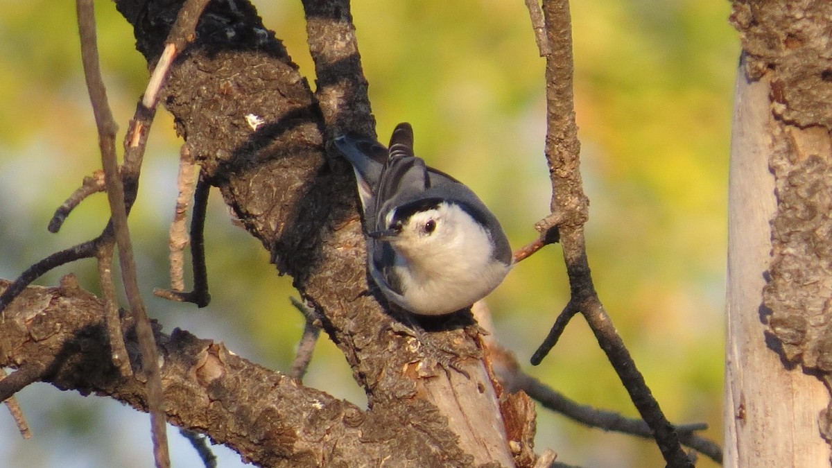 White-breasted Nuthatch - ML73388431