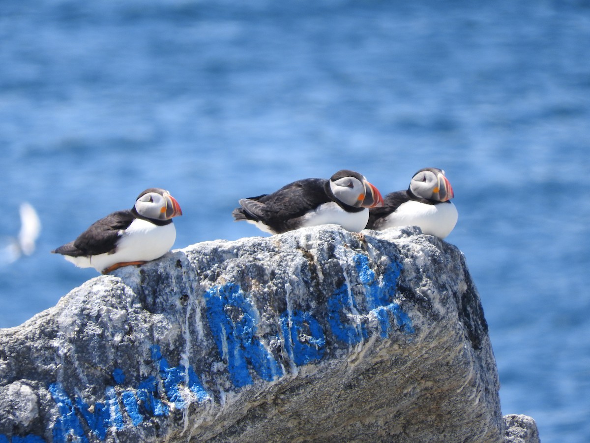 Atlantic Puffin - ML73388581