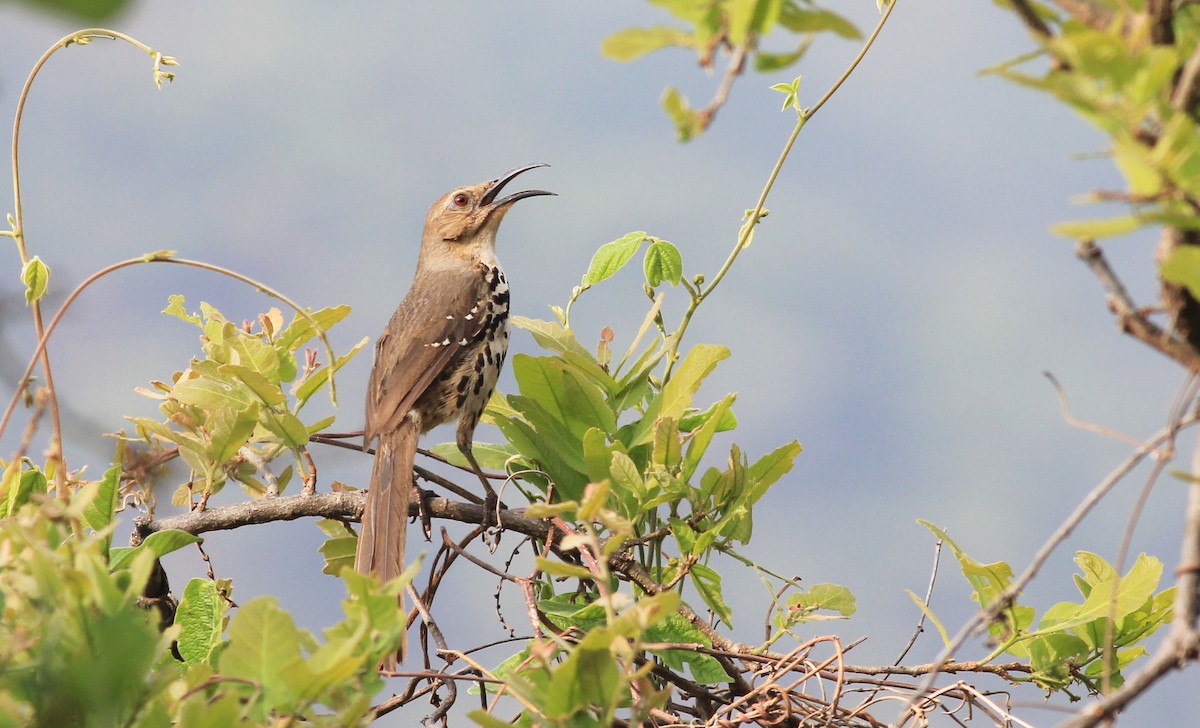 Ocellated Thrasher - Eric Antonio Martinez