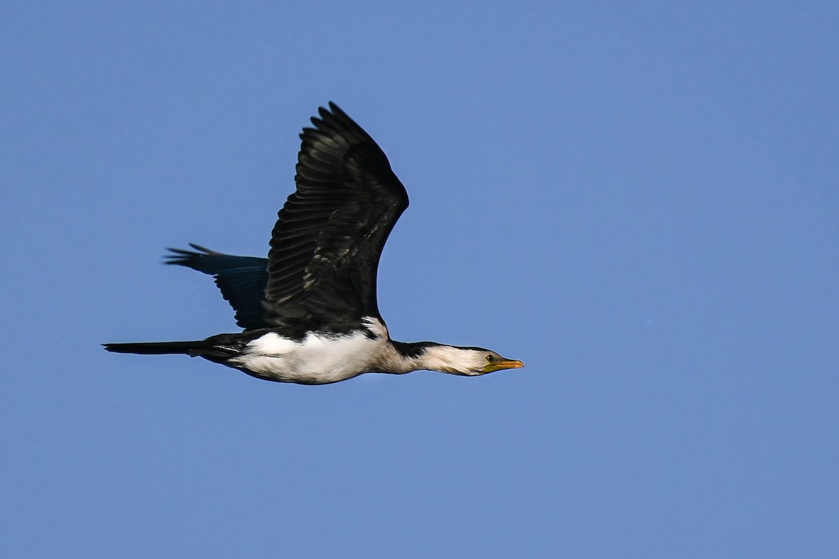 Cormorán Piquicorto - ML73389391