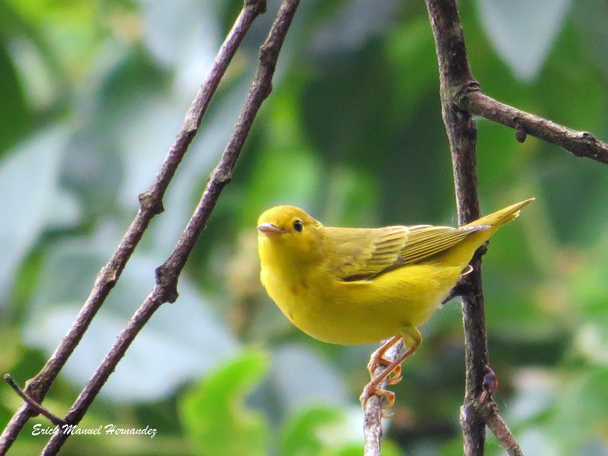 Paruline jaune - ML73389711