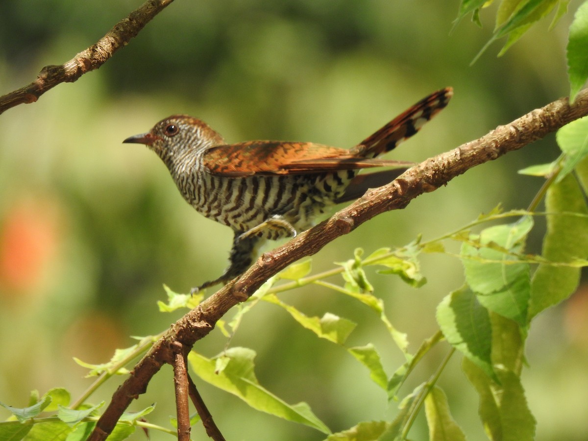 Violet Cuckoo - Troy Case