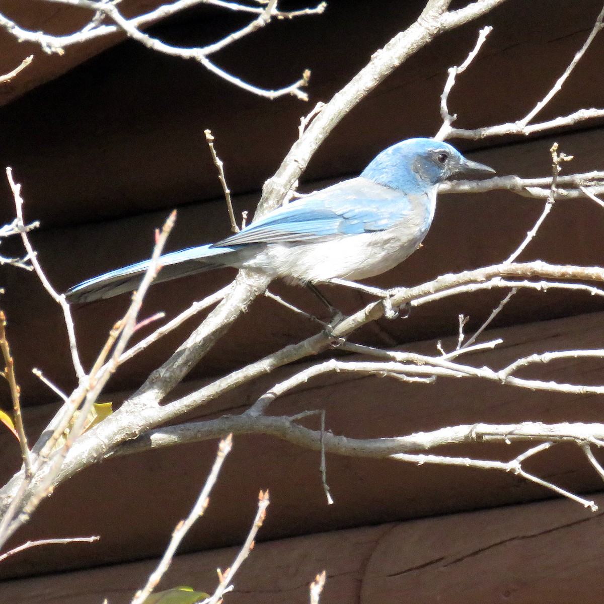 Woodhouse's Scrub-Jay - ML73390901