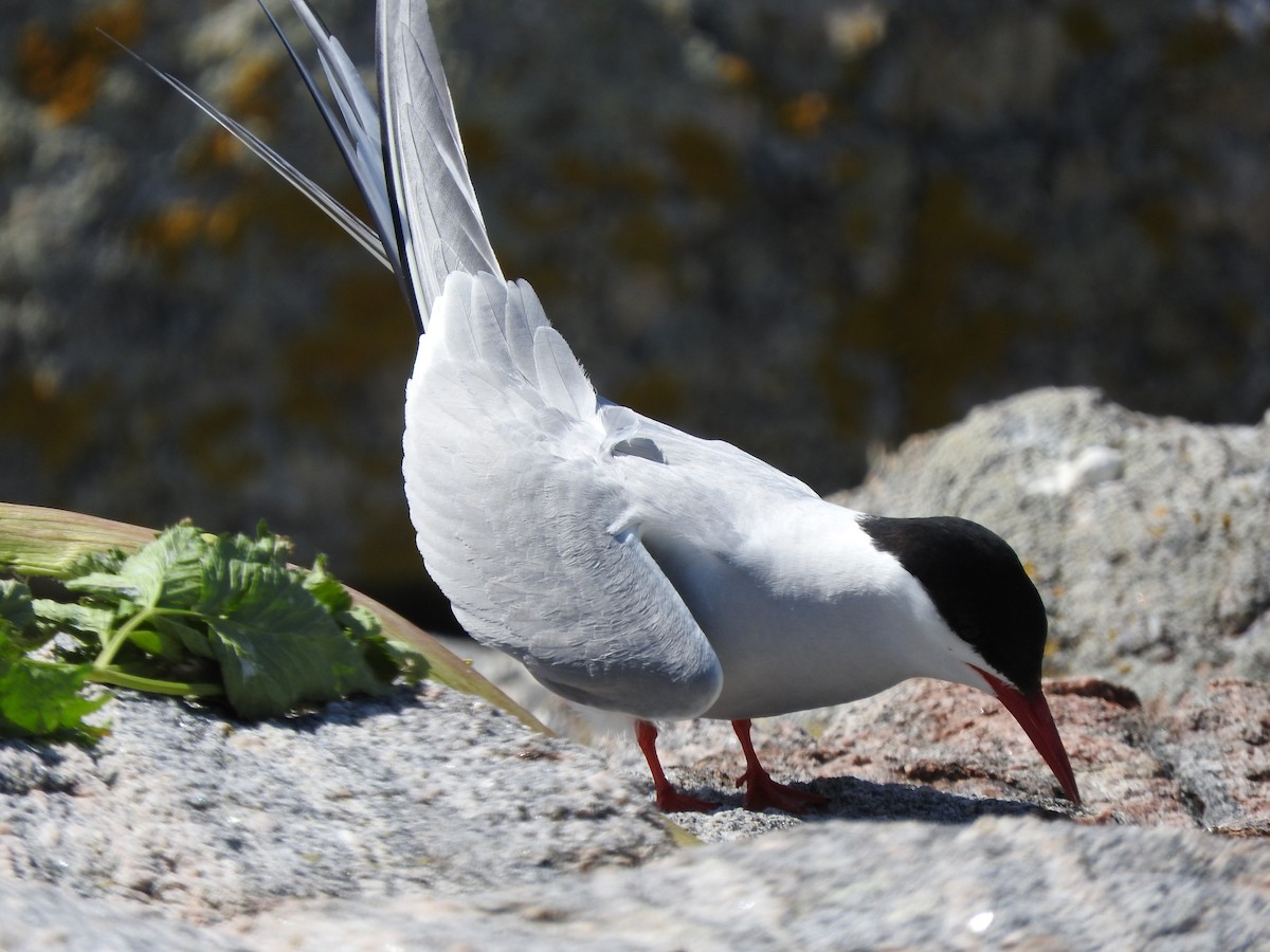 Arctic Tern - ML73391281