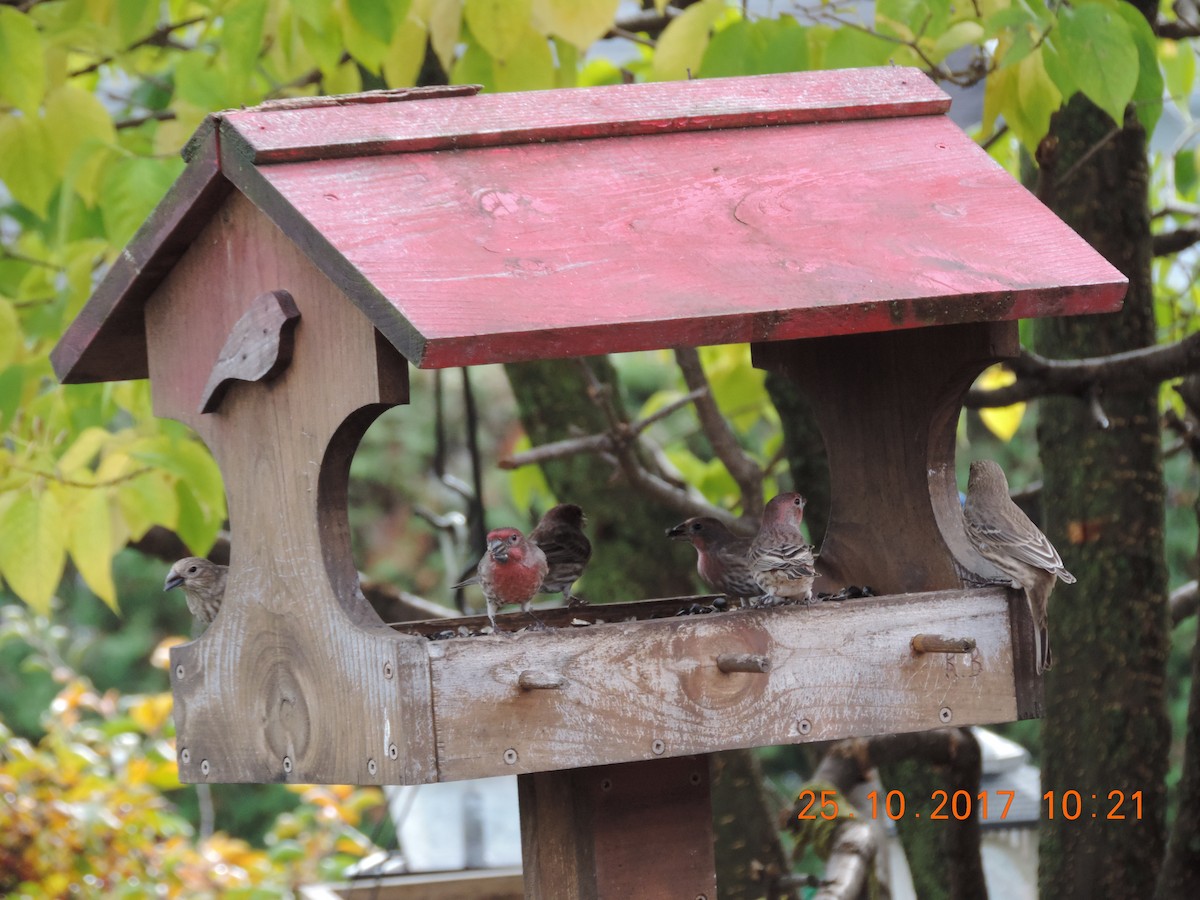 House Finch - ML73393271