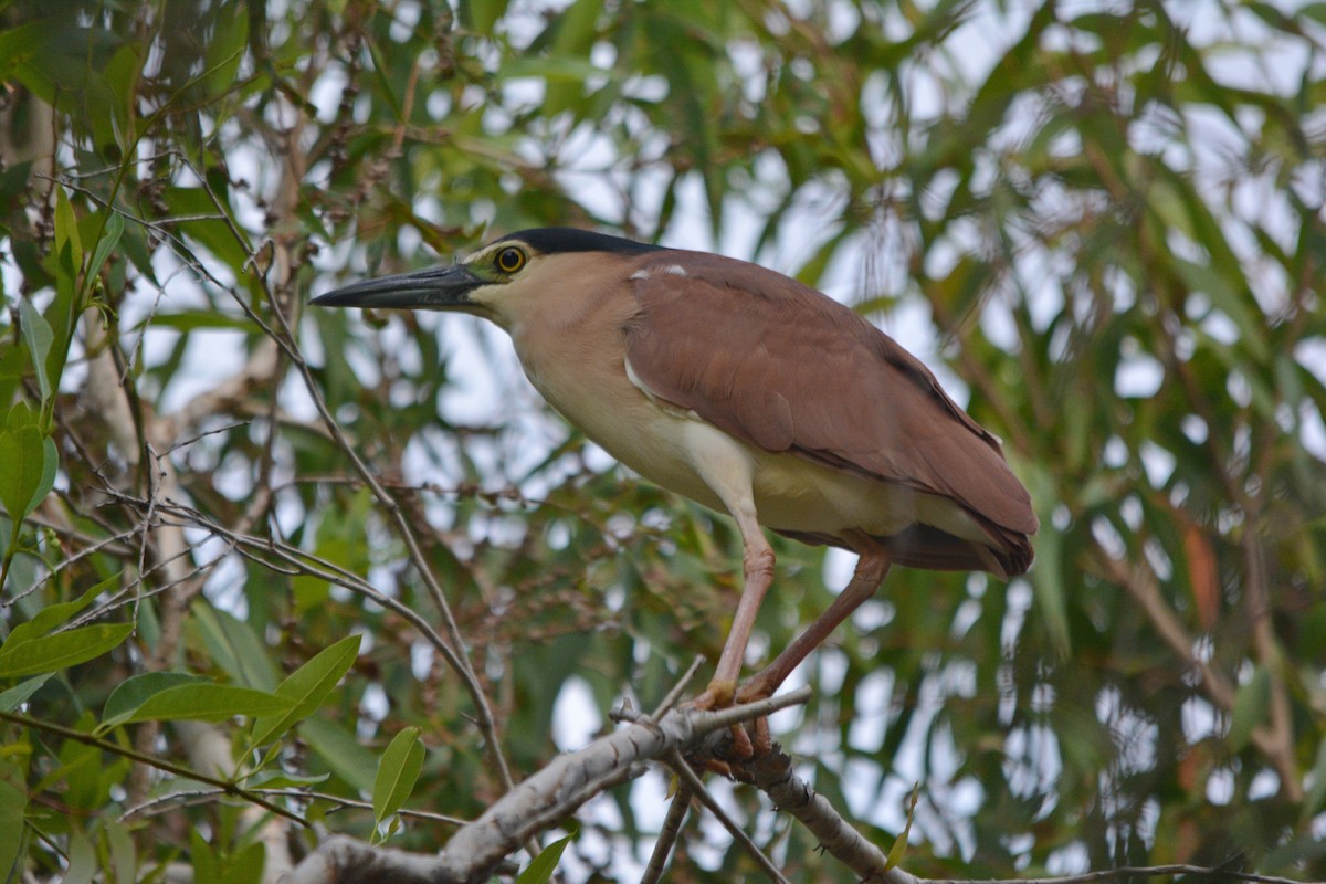 Nankeen Night Heron - ML73393441