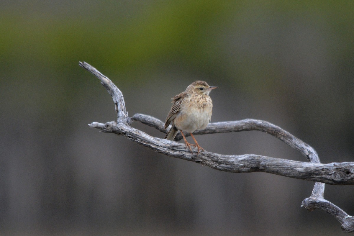 Australian Pipit - ML73393471