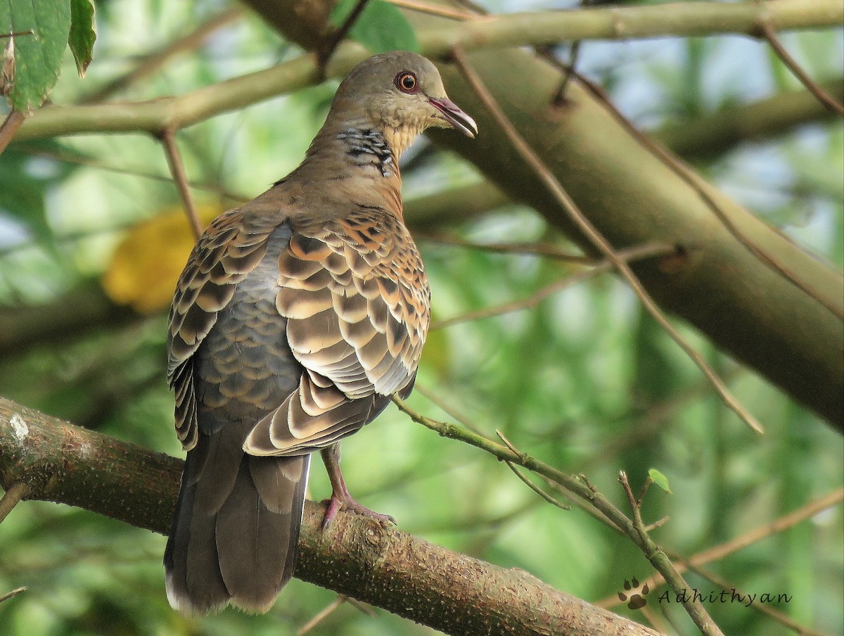 Oriental Turtle-Dove - Adhithyan NK
