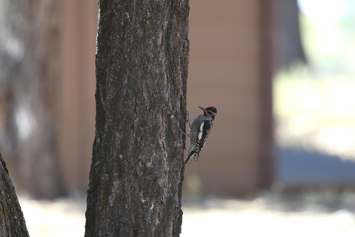 Red-naped Sapsucker - ML73396321