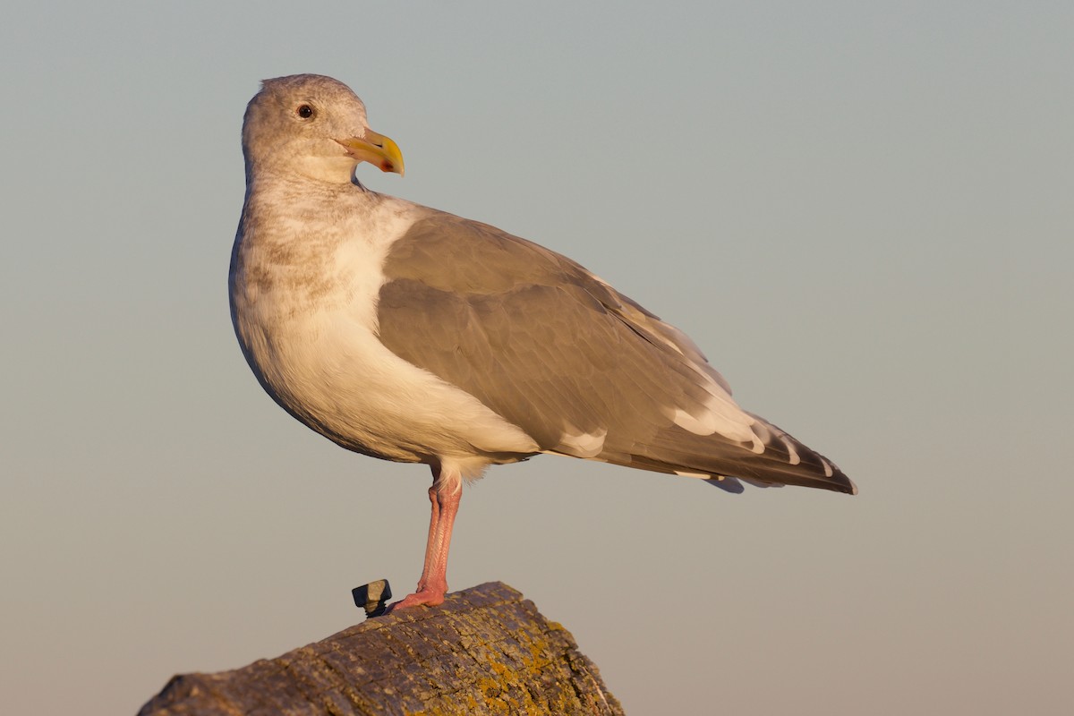 Glaucous-winged Gull - Cathy Reader